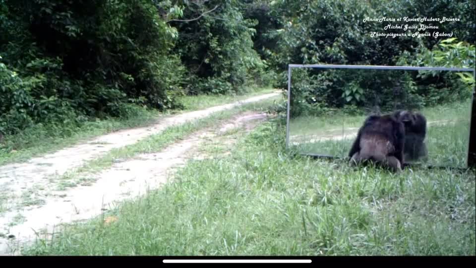 Funny monkey fighting his mirror reflection