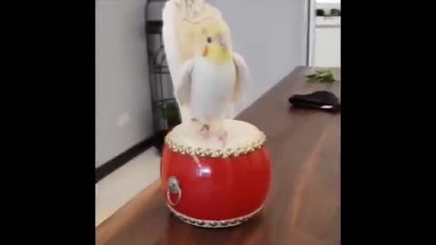 FUNNY TALKING BIRDS