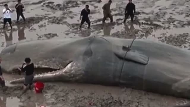 This whale got too close to shore but see what happed next