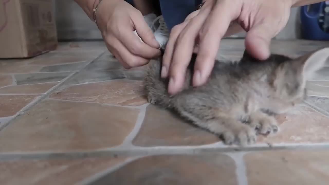 How to CARE for a KITTEN