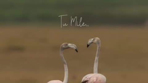 Wildlife and Funs