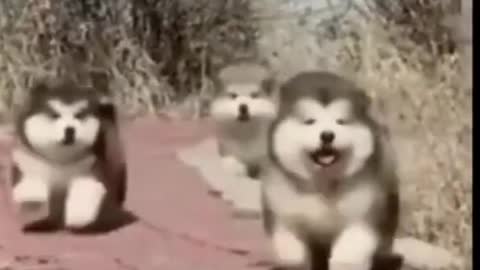 Wow! Very Nice Baby Dogs -Cute And Funny Dog Videos Compilation