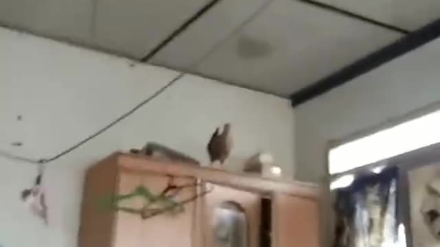 Tonight to eat chicken