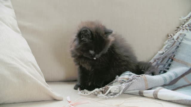 Pet-Kitten-Playing-With-a-Blanket-in-The-Sofa | Funny Videos | Funny Cats Video