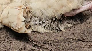 OMC! Whitey & friend - How are they so tired & sleepy? - Lazy birds on hot summer day! #shorts #hens