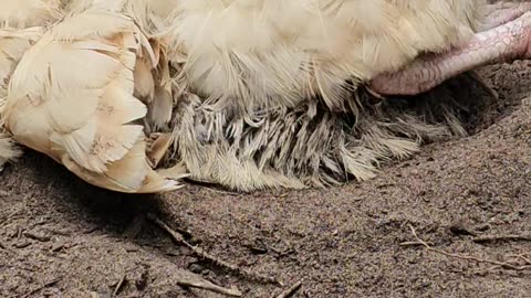 OMC! Whitey & friend - How are they so tired & sleepy? - Lazy birds on hot summer day! #shorts #hens