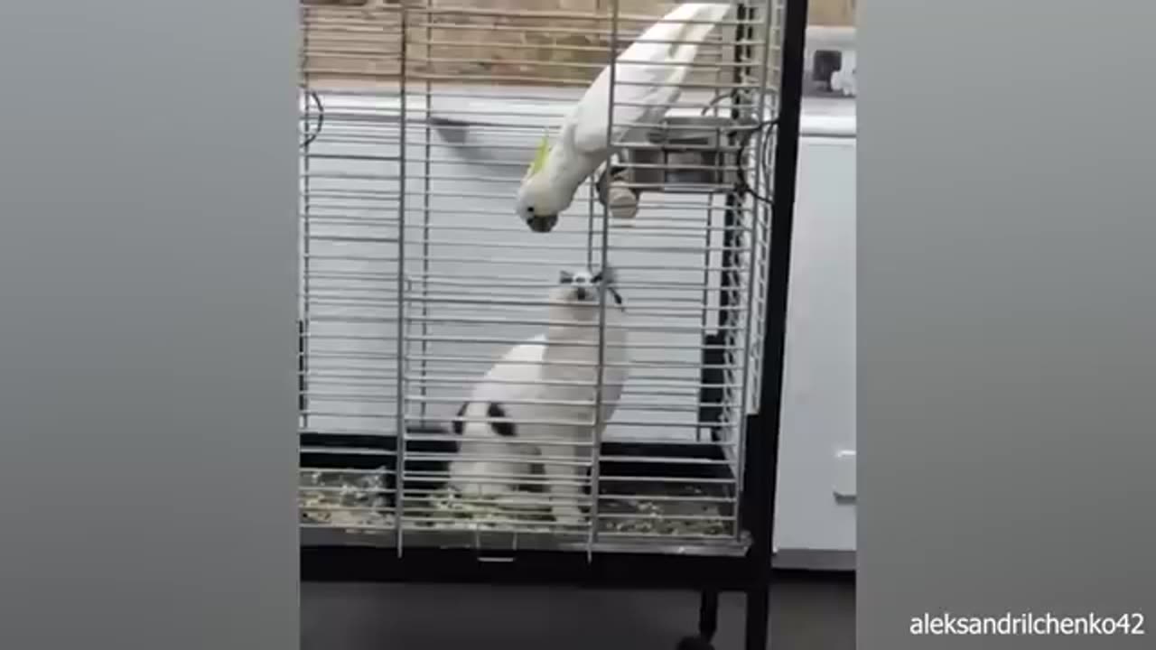 When your cat brings home a friend 🤣