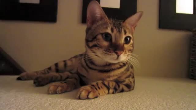 Bengal Cat Meow