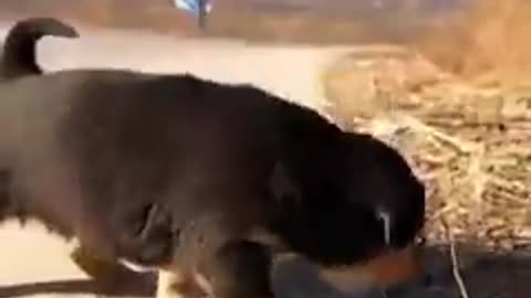 Pets friendship and great fun #shorts #shortvideo #video #virals #videoviral