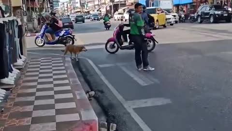 Good Samaritan Helps Dog Cross Busy Road