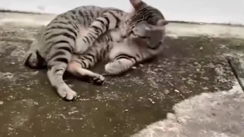 Cute and Funny Cat vs Dogs Videos Compilation