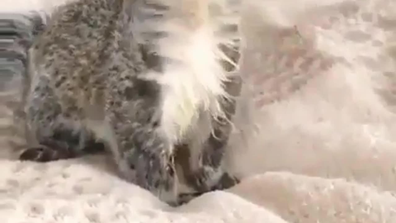 Cute and funny animals