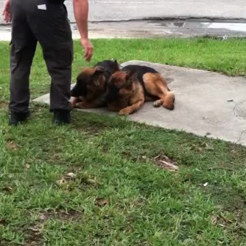 K9 Unit Dog Trainer Pats Down Potential Police Pups