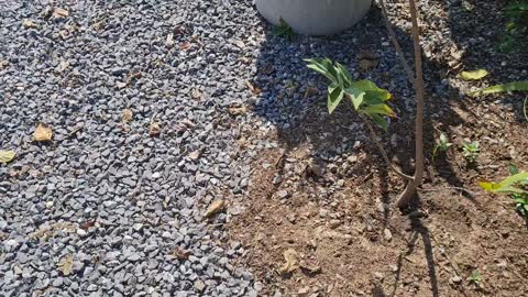 Growing aloe vera in old tyres and water once a week