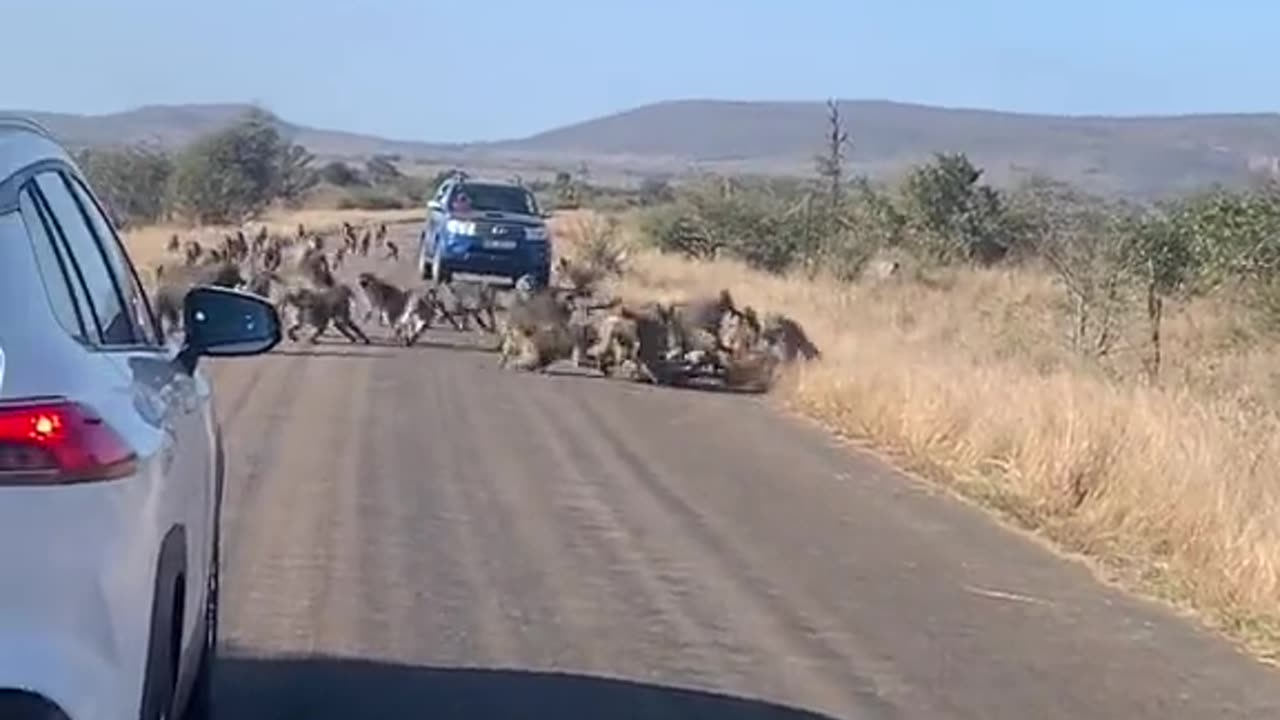 Leopard gets beaten up by 50 baboons