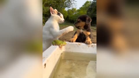 Pets Funny Videos