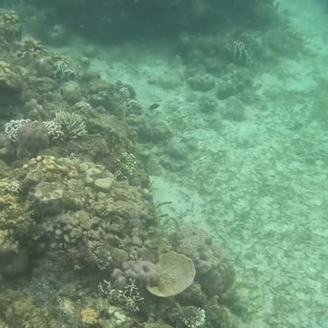 The Reef is Healing: Snorkeling through Nature's Comeback 🐠🌿🌊
