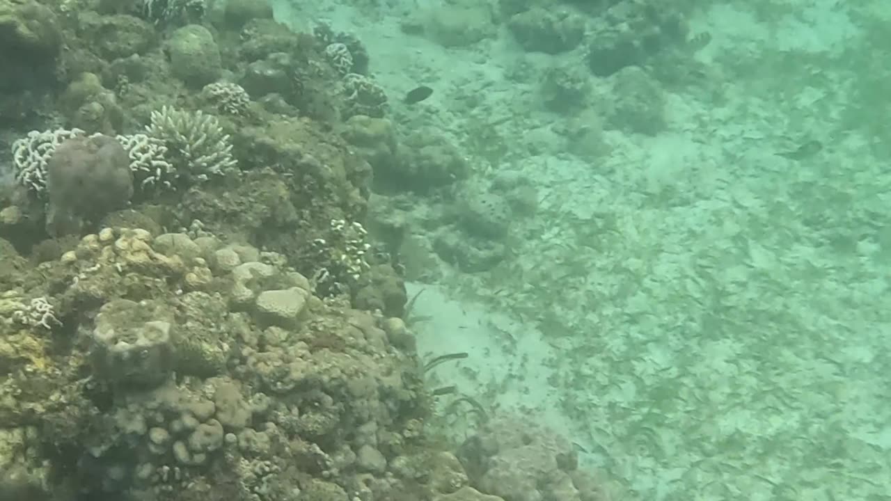 The Reef is Healing: Snorkeling through Nature's Comeback 🐠🌿🌊