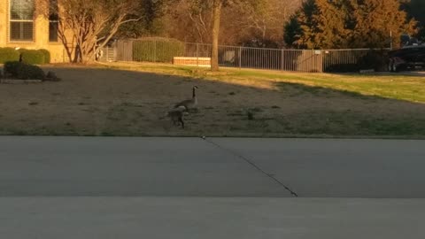 Little boy says geese eating grass are actually eating salad.