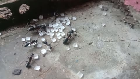 Ant video