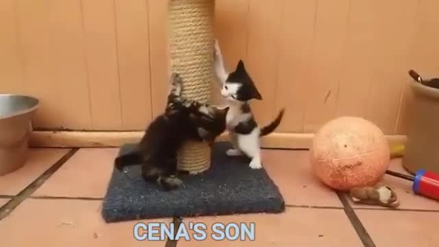 if your cat is John Cena!!!