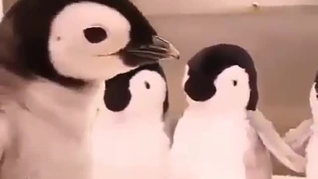 Pingüino love🐧