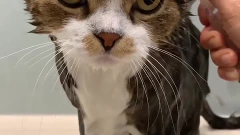 Funny Angry Cats Reaction😍🐱