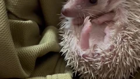 Hedgehog so cute