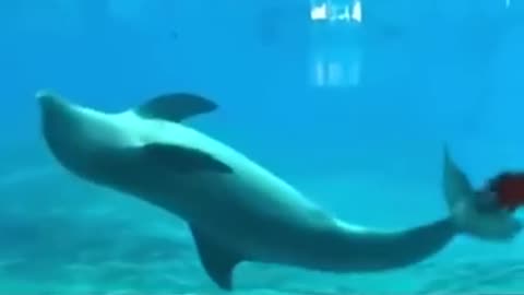 GENIUS Cute and Funny Animals Doing some TRICKS!!!
