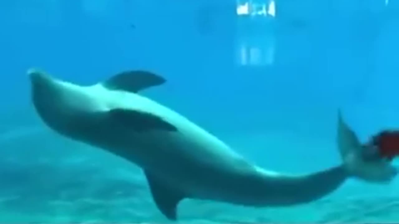 GENIUS Cute and Funny Animals Doing some TRICKS!!!
