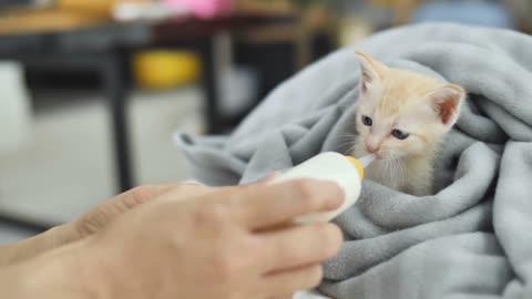 feeding milk to baby cat