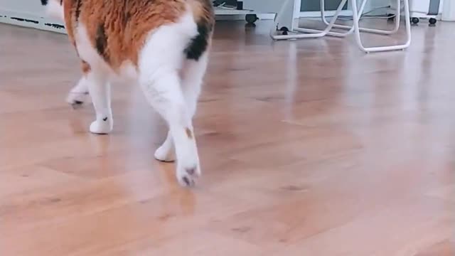 Butler and the cat playing ball 2