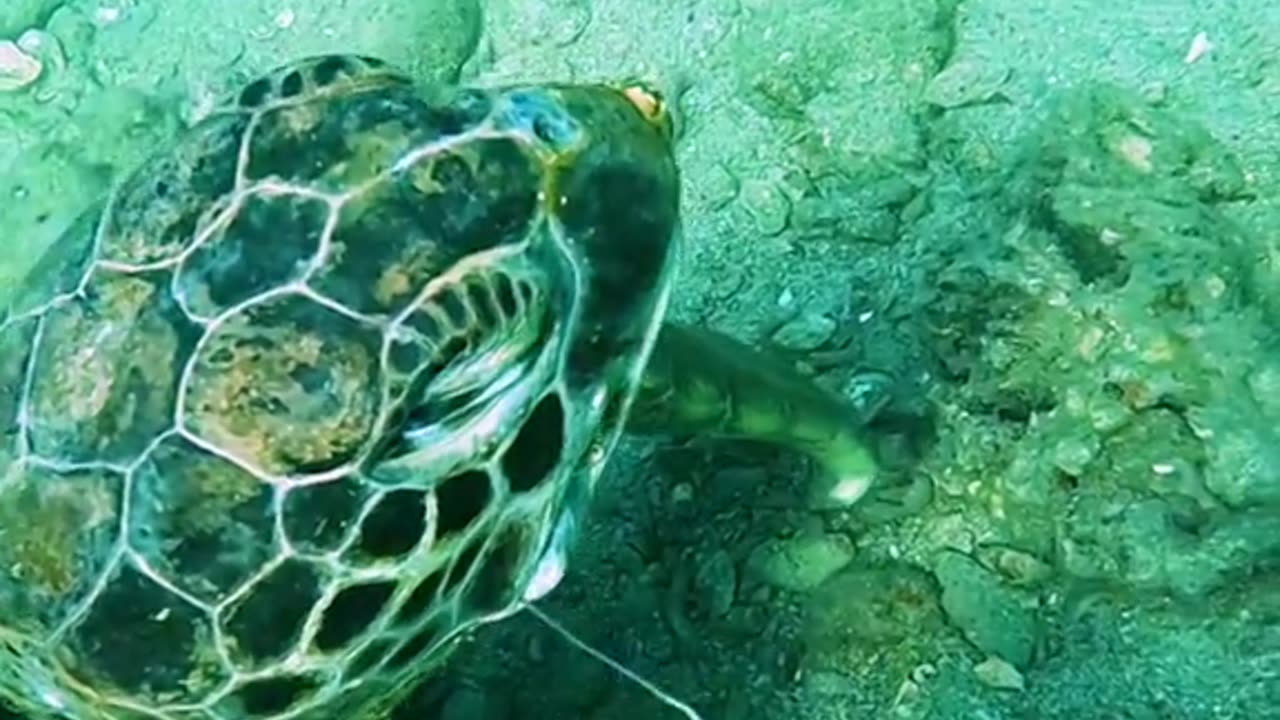 Turtle Rescue