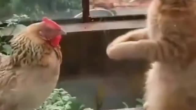 Fighting Cats and Chickens...