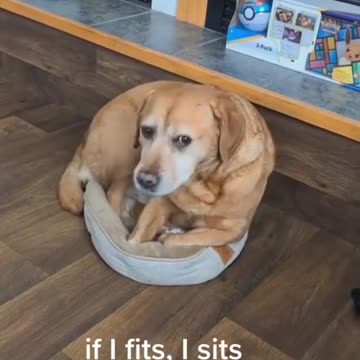 When you have your own bed, but you prefer others ⁣