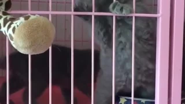 What is your cat to you?