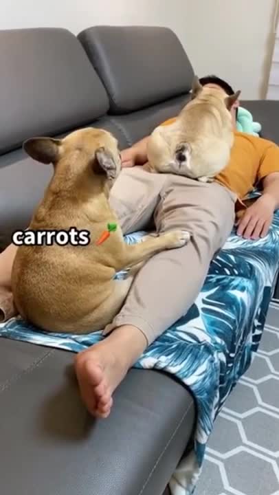 Baby Dogs - Cute and Funny Dog Videos Compilation #25 | Aww Animals