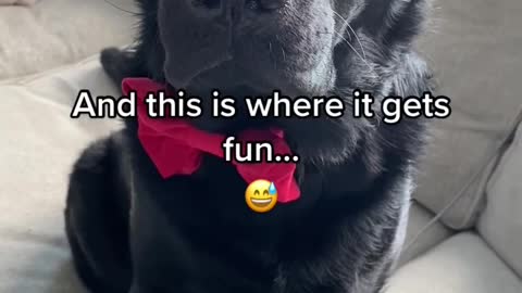 🤣🤣Full intelligent dog in this video 😮😮