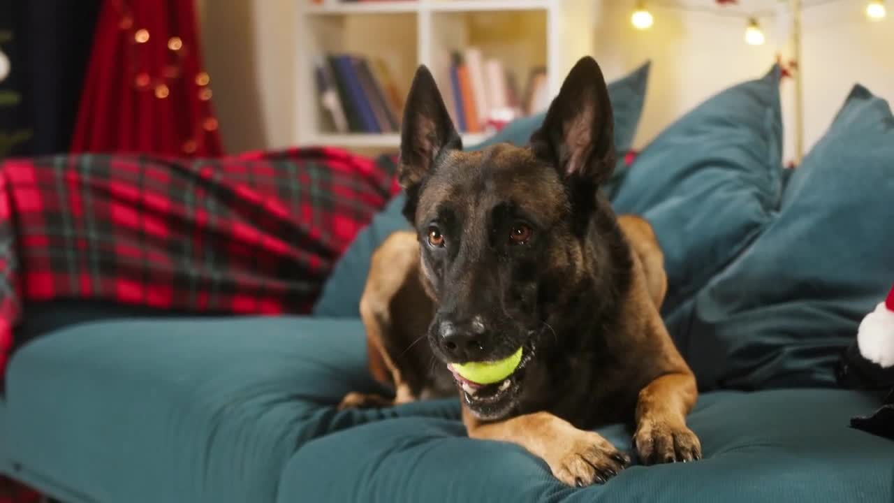 Malinois bard lying on sofa in living room