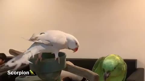 kissing parrot