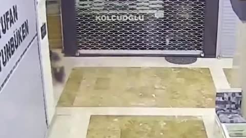 Hero Animals that Saved Human