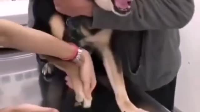 Funny dog crying