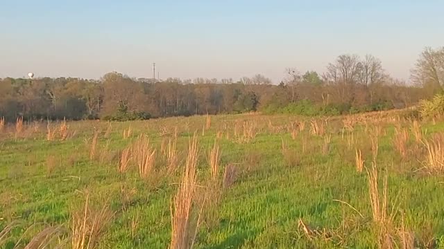 Just walking across a field