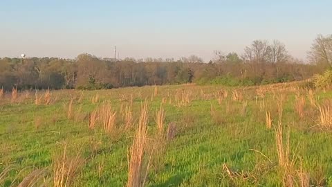 Just walking across a field