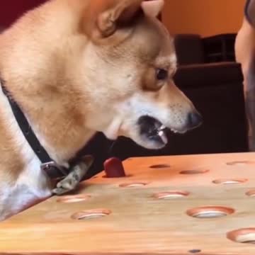 Don't bother the dog