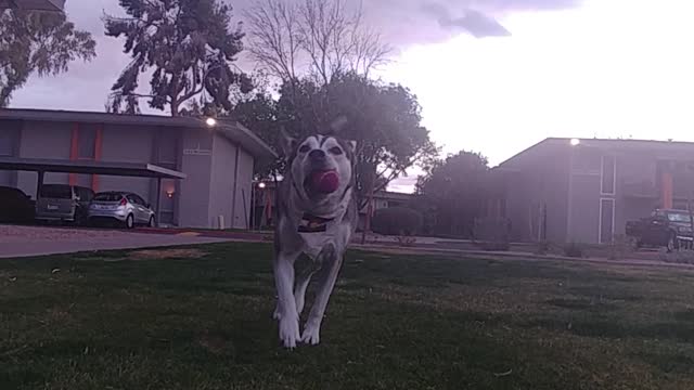 Dog prefers to play catch instead of fetch