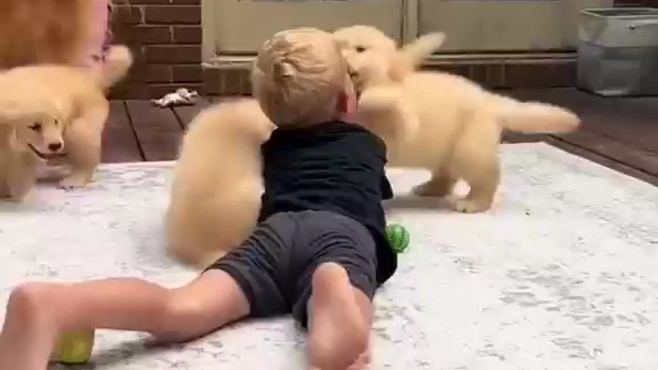 Little Man Viciously Piled On By Puppies -- sumit921