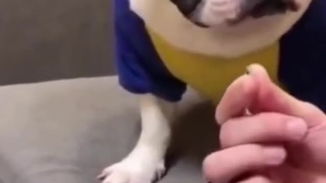 Dogs Have Fun With Each Other | They are very happy