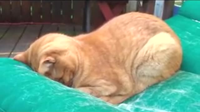 Sleeping cat...Sweet dreams