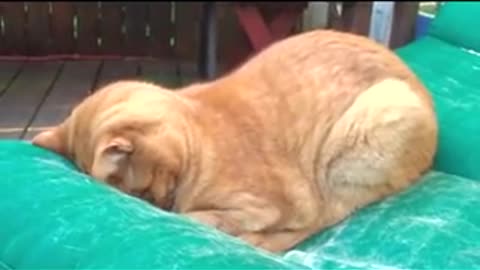 Sleeping cat...Sweet dreams